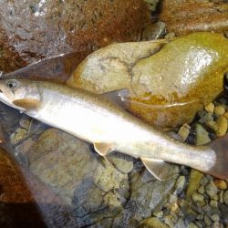 渓流ミノーイング ～長良川水系～